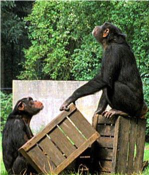 BBC 自然世界 猩猩摄影计划在线观看和下载