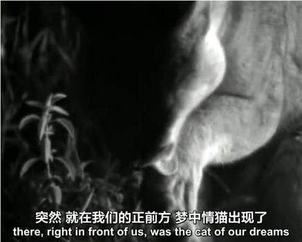 BBC 自然世界 镜头前的五虎将BBC Natural World Five Big Cats and a Camera在线观看和下载