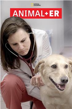 动物急症室 第一季在线观看和下载