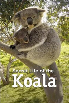 考拉的秘密生活 第一季在线观看和下载