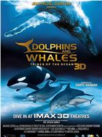 海豚和鲸鱼 3D