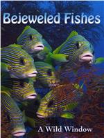 Wild Window: Bejeweled Fishes
