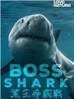 Boss Shark
